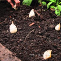 Lower Price Planting Garlic Farm Supply